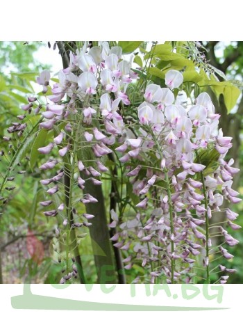 Вистерия  (Wisteria Pink Ice)